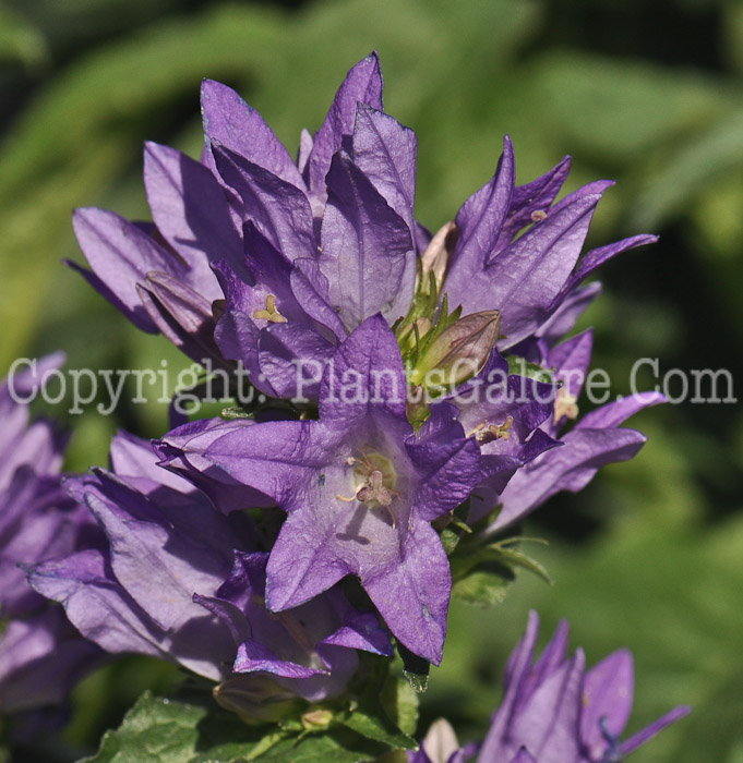 PGC-P-Campanula-Freya-2011-001