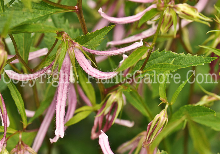 PGC-P-Campanula-Pink-Octopus-1