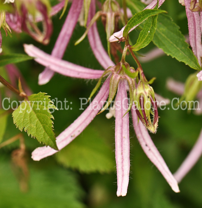 PGC-P-Campanula-Pink-Octopus-2