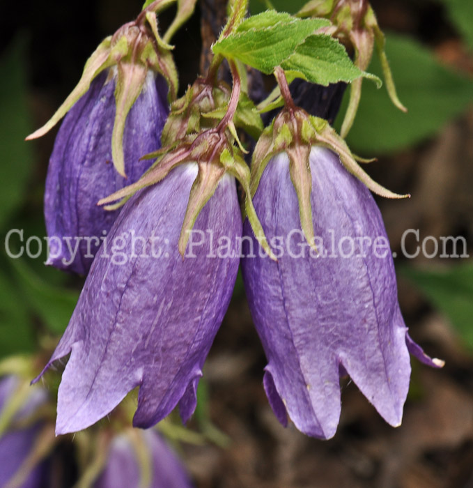 PGC-P-Campanula-Sarastro-2010-01