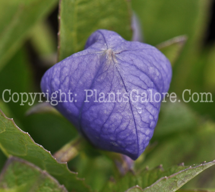 PGC-P-Campanula-Sentimental-Blue-2010-01