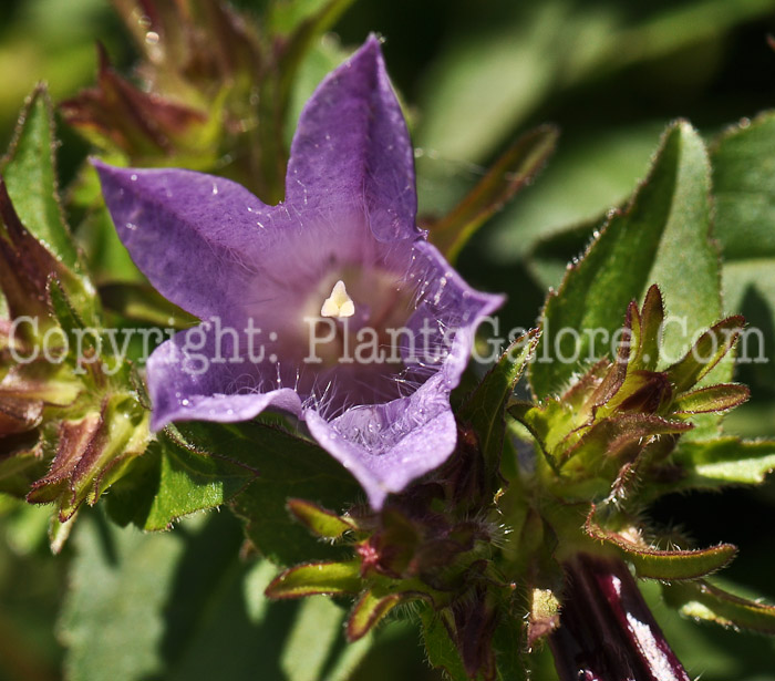 PGC-P-Campanula-Viking-2010-01