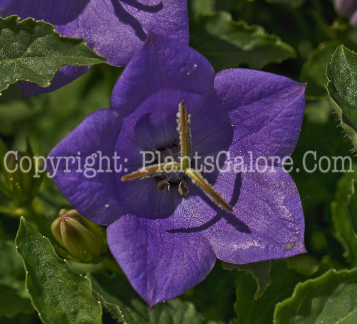 PGC-P-Campanula-carpatica-aar-01