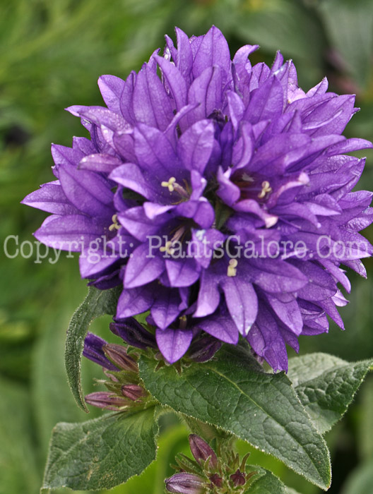 PGC-P-Campanula-glomerata-01