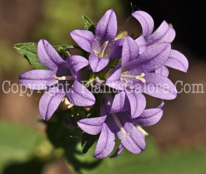 PGC-P-Campanula-glomerata-01_1