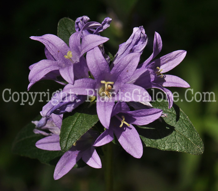 PGC-P-Campanula-glomerata-2011-001