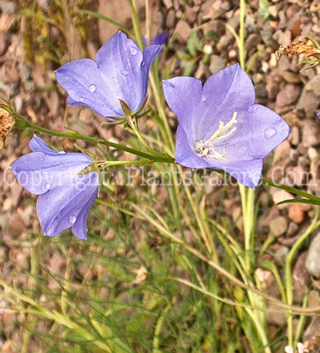 PGC-P-Campanula-lavrensis-ff-0001