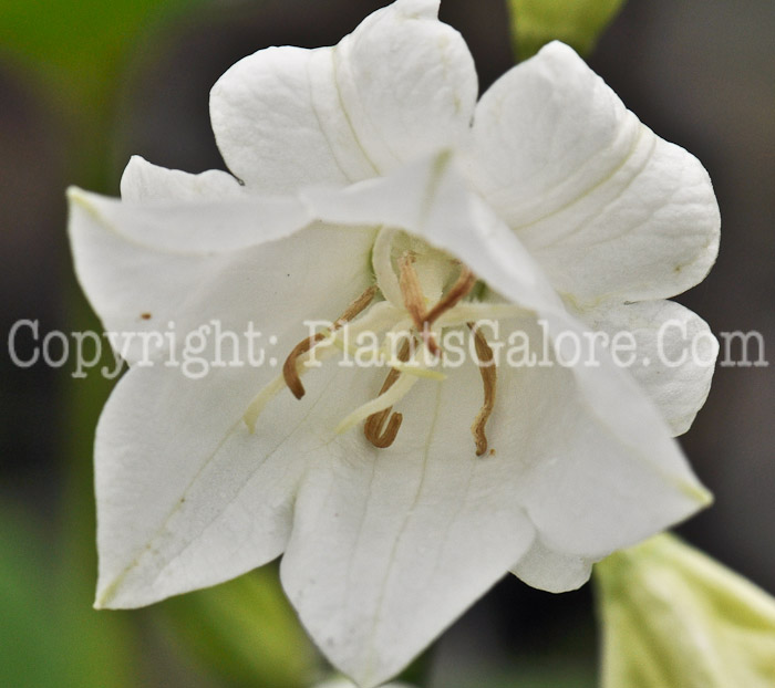 PGC-P-Campanula-persicifolia-Gawen-01