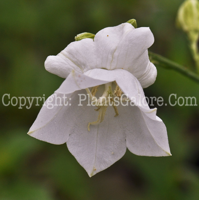 PGC-P-Campanula-persicifolia-Gawen-04