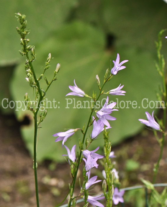 PGC-P-Campanula-rapunculus-aka-Rampion-1