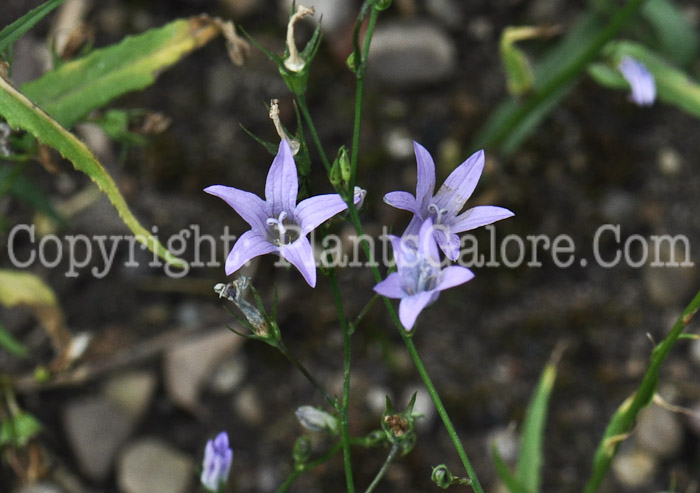 PGC-P-Campanula-rapunculus-aka-Rampion-2