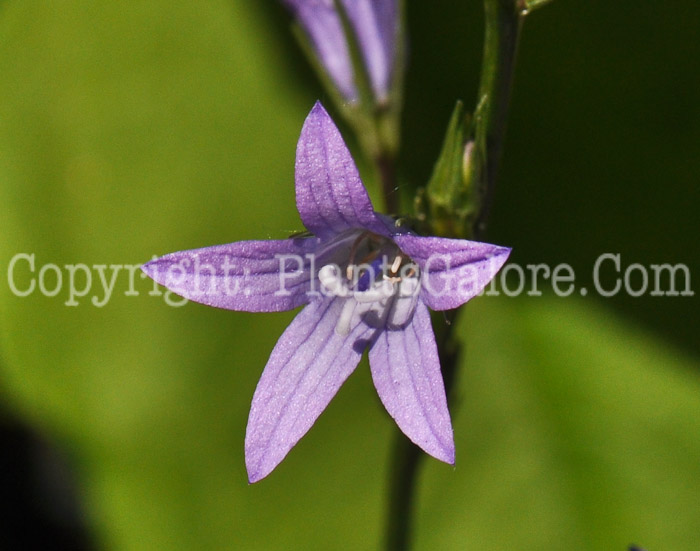 PGC-P-Campanula-rapunculus-aka-Rampion-5