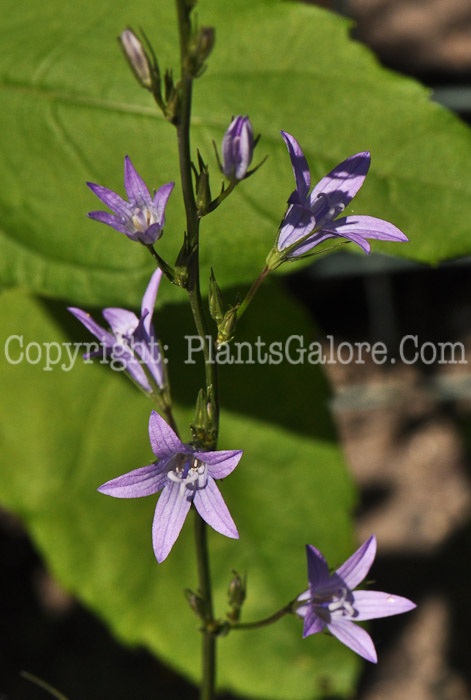 PGC-P-Campanula-rapunculus-aka-Rampion-6