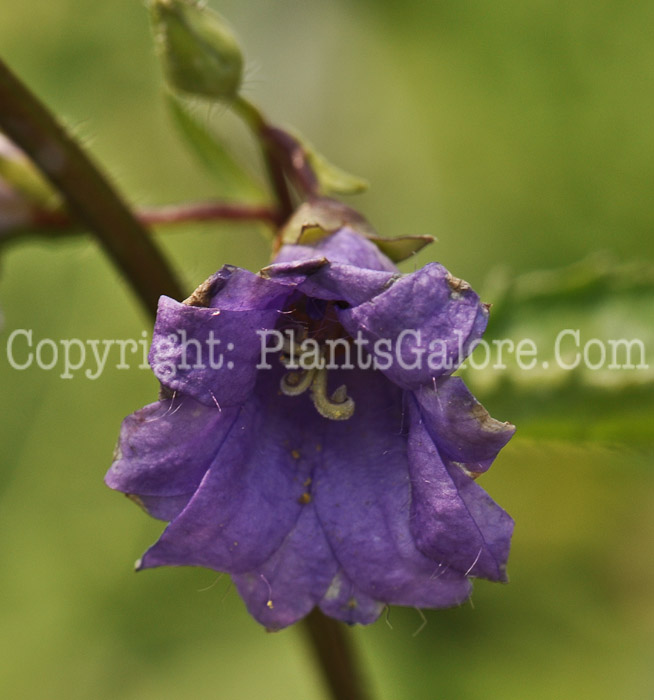 PGC-P-Campanula-trachelium-Bernice-01