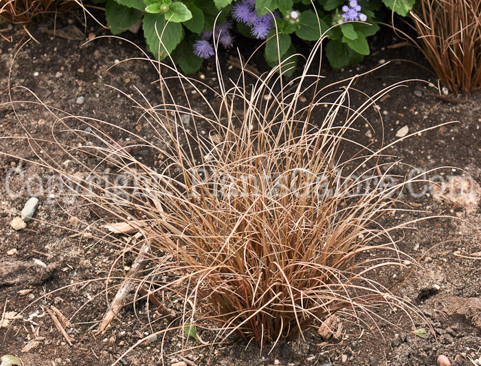 PGC-G-Carex-Bronco-aka-Sedge-1