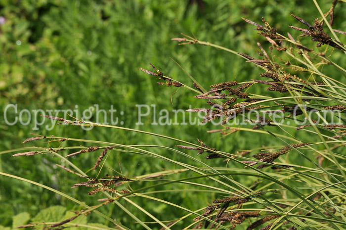 PGC-G-Carex-nudita-aka-Sedge-01