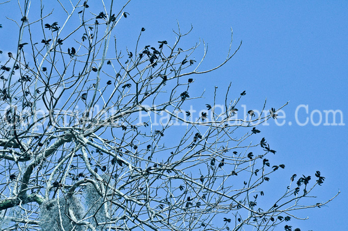 PGC-T-Carya-illinoensis-aka-Pecan-Tree-2