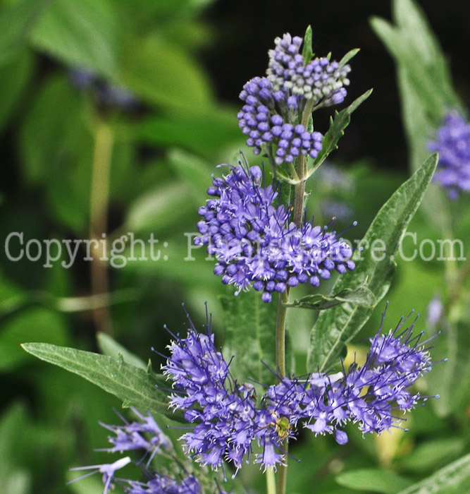 PGC-S-Caryopteris-x-clandonensis-0001