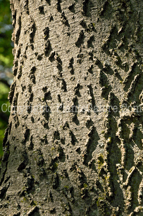 PGC-T-Celtis-occidentalis-aka-Hackberry-2