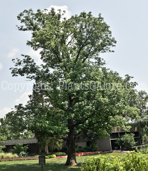 PGC-T-Celtis-occidentalis-aka-Hackberry-3