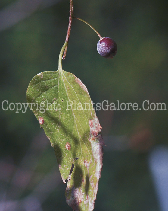 PGC-T-Celtis-tenuifolia-aka-Dwarf-Hackberry-1