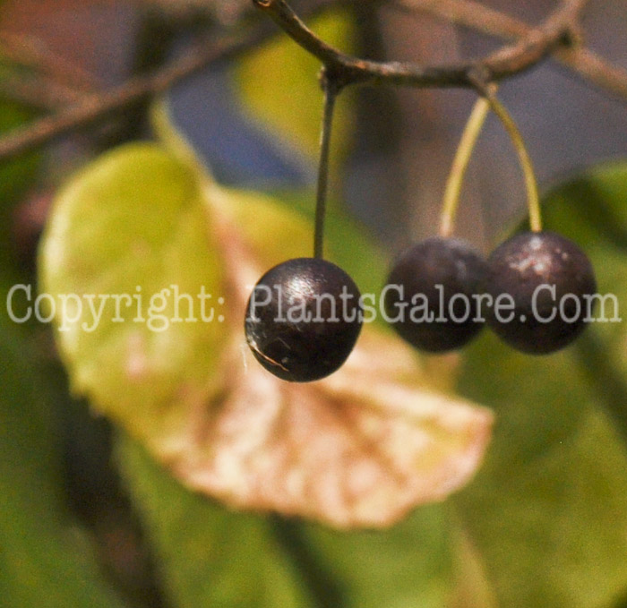 PGC-T-Celtis-tenuifolia-aka-Dwarf-Hackberry-2