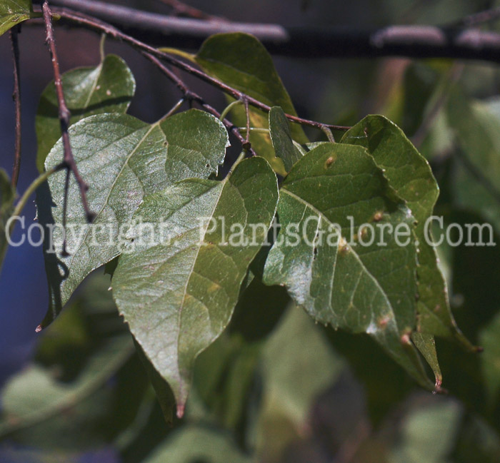 PGC-T-Celtis-tenuifolia-aka-Dwarf-Hackberry-3