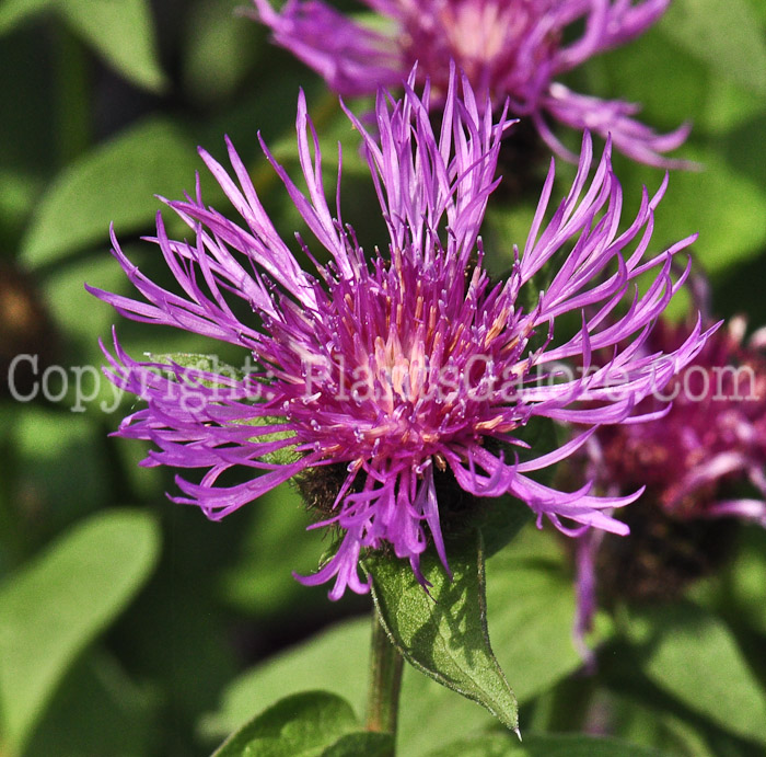 PGC-P-Centaurea-Cara-Mea-613-1