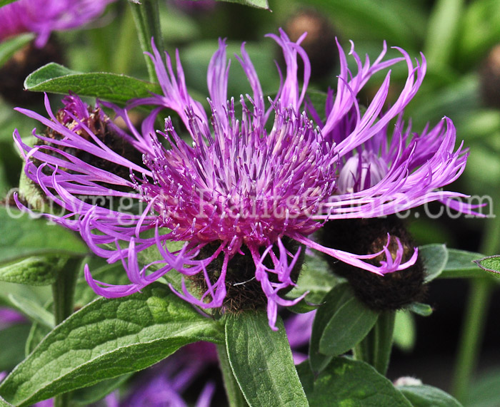 PGC-P-Centaurea-Cara-Mea-613-2