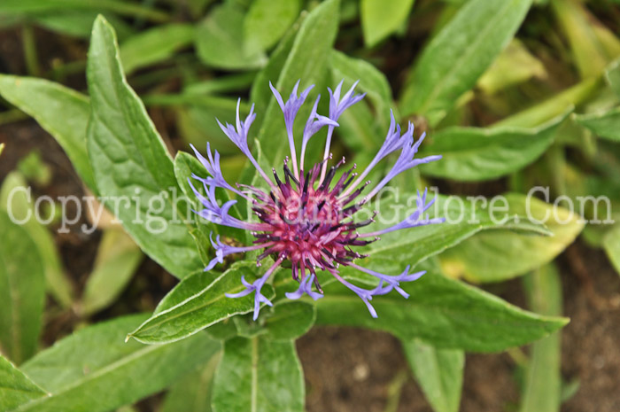 PGC-P-Centaurea-montana-05