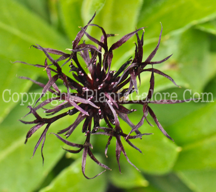 PGC-P-Centaurea-montana-Black-Sprite-1