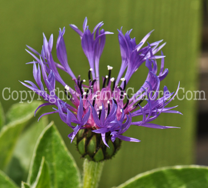 PGC-P-Centaurea-montana-Blue-2010-02