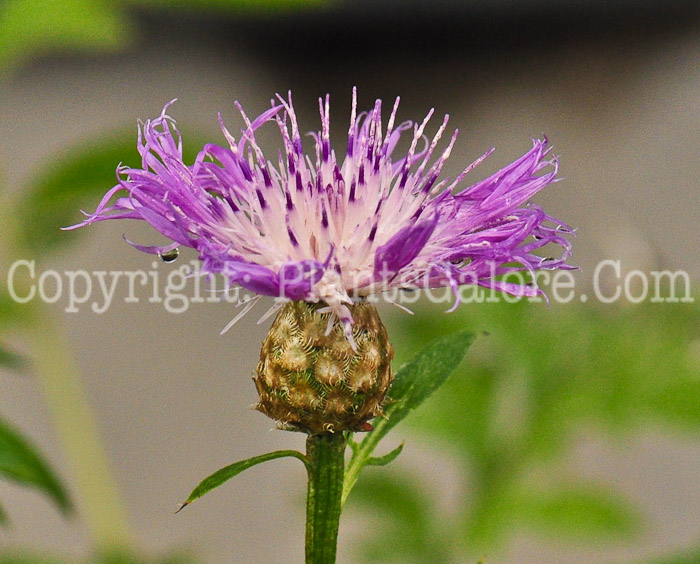 PGC-P-Centaurea-Scabiosa-613-1