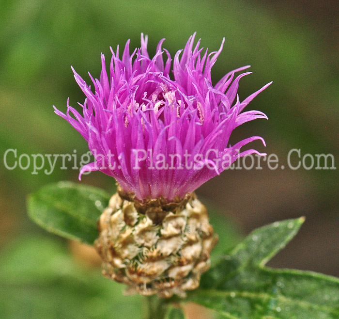 PGC-P-Centaurea-Scabiosa-613-4