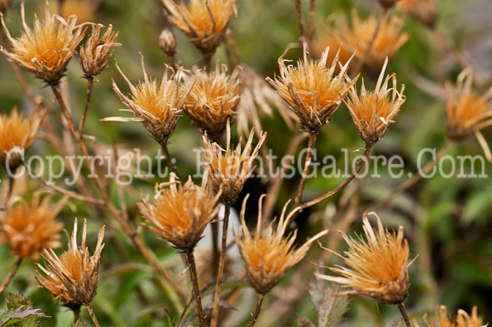 PGC-P-Centaurea-simplicifolia-05-2012-1