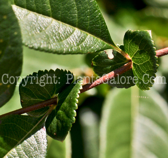 PGC-S-Chanomeles-speciosa-06-12-1