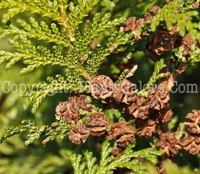 PGC-T-Chamaecyparis-pisifera-Nana-2010-03