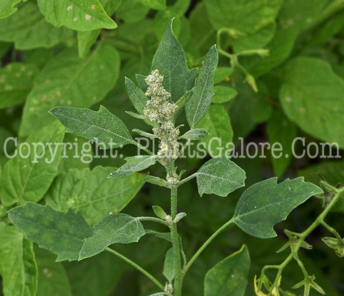 PGC-A-Chenopodium-quinoa-aka-Quinoa-1