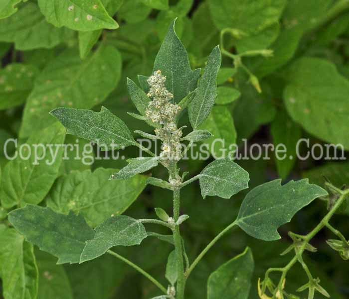 PGC-A-Chenopodium-quinoa-aka-Quinoa-1