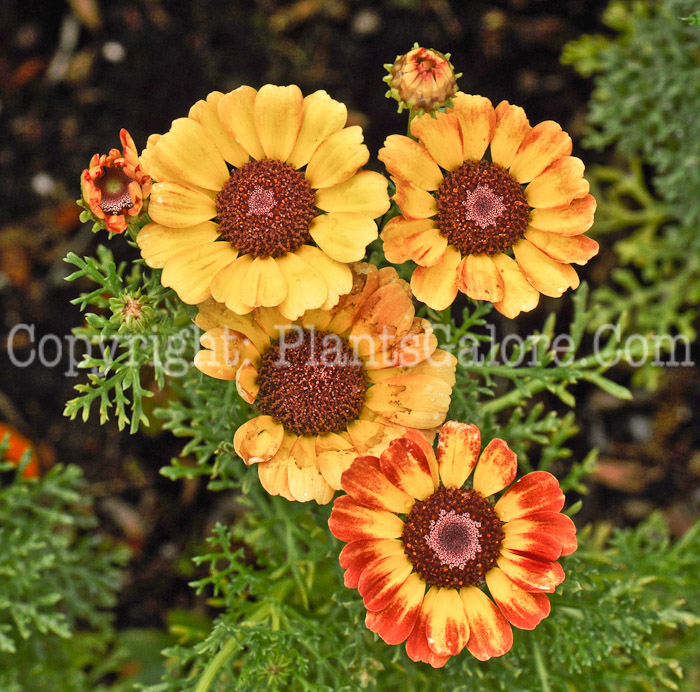 PGC-P-Chrysanthemum-Sunset-01