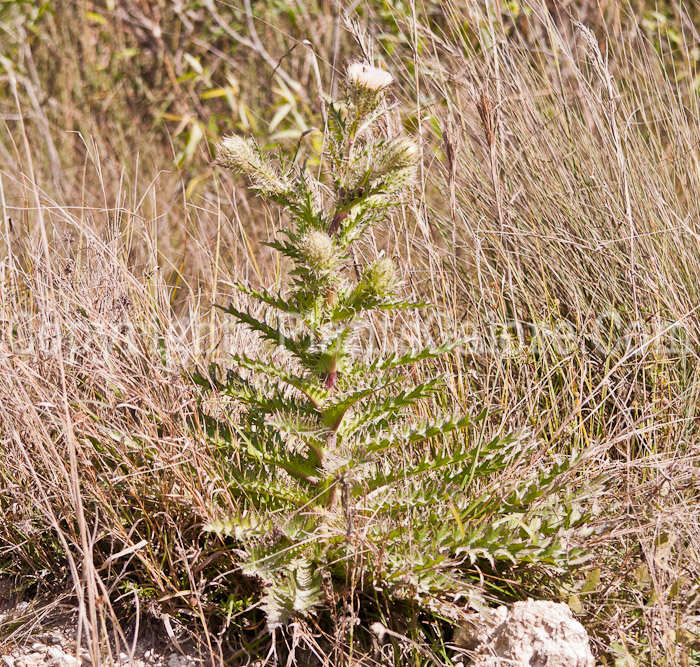 PGC-P-Cirsium-horridulum-14-1