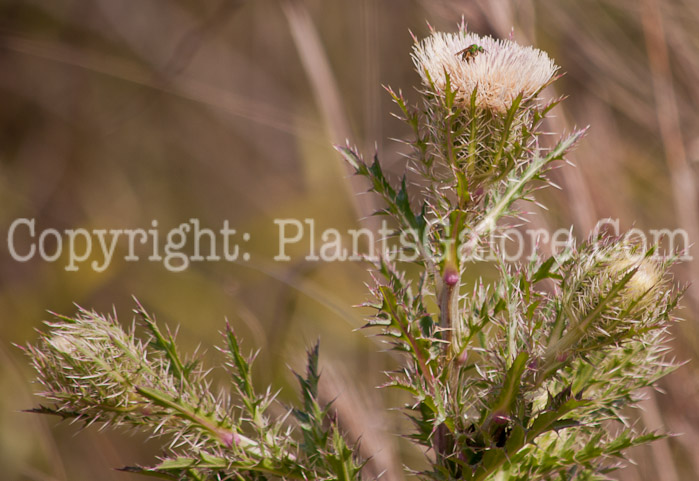 PGC-P-Cirsium-horridulum-14-4