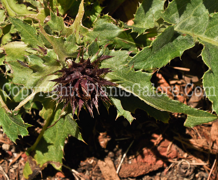 PGC-P-Cirsium-purpuratum-04-1