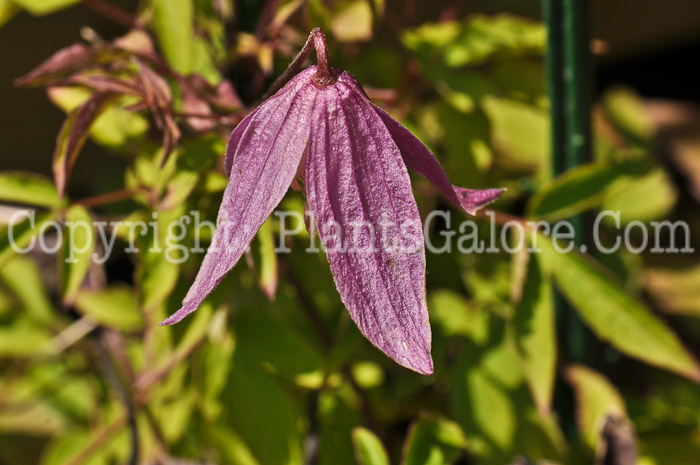 PGC-V-Clematis-alpina-Constance-06-12-1