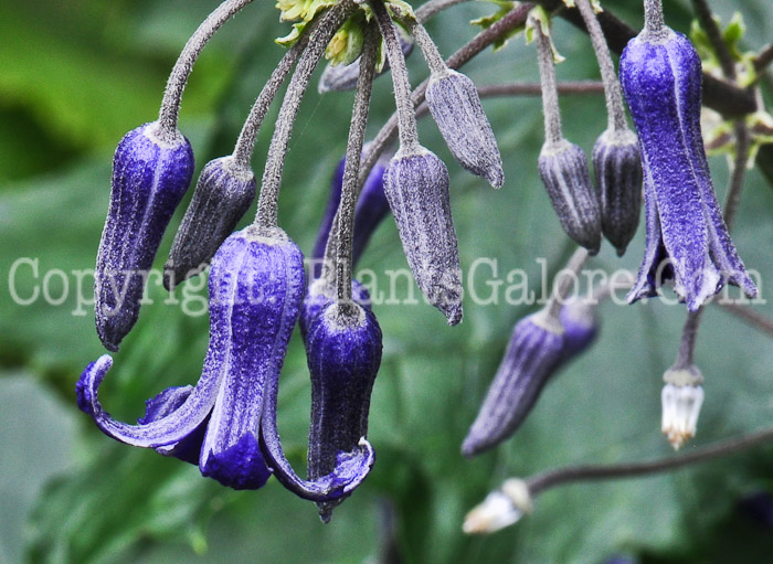 PGC-V-Clematis-heracleifolia-flower-1