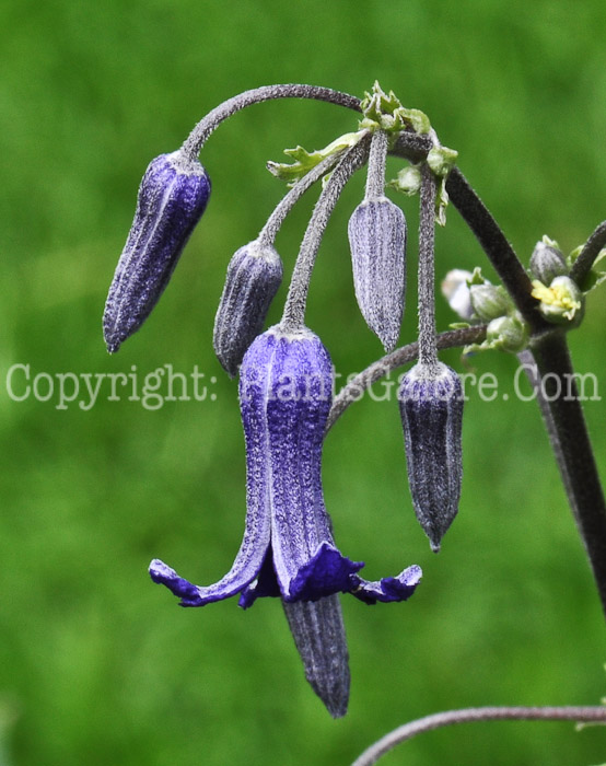 PGC-V-Clematis-heracleifolia-flower-2