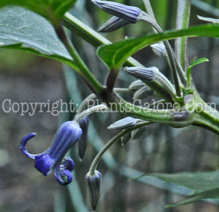 PGC-V-Clematis-heracleifolia-flower-3