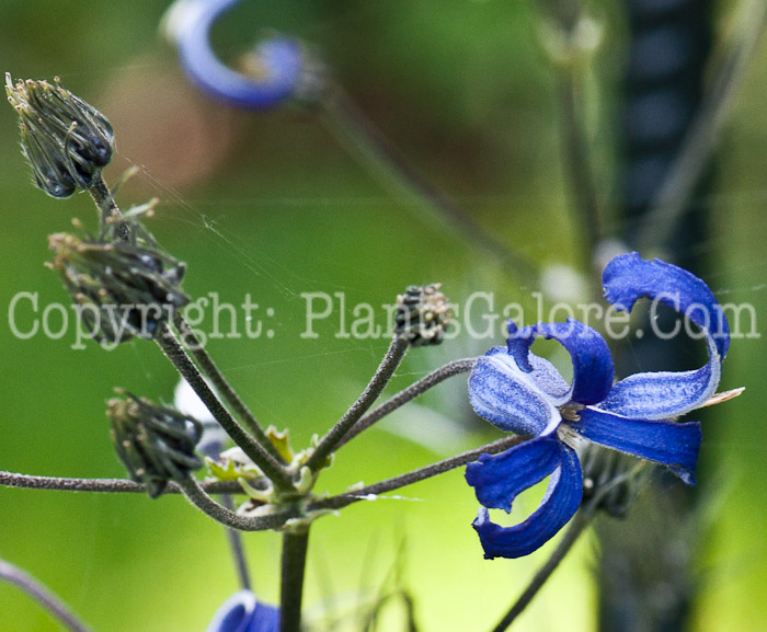 PGC-V-Clematis-heracleifolia-flower-7