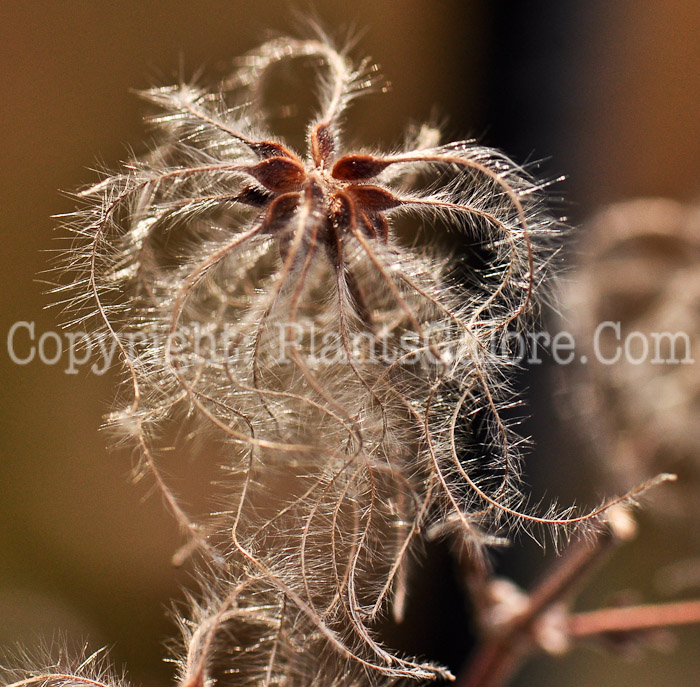 PGC-V-Clematis-heracleifolia-seed-3