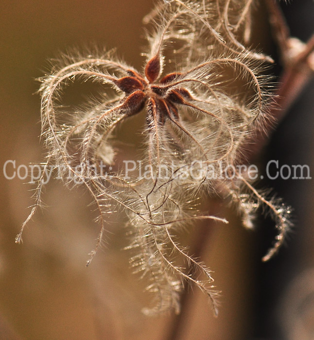 PGC-V-Clematis-heracleifolia-seed-4